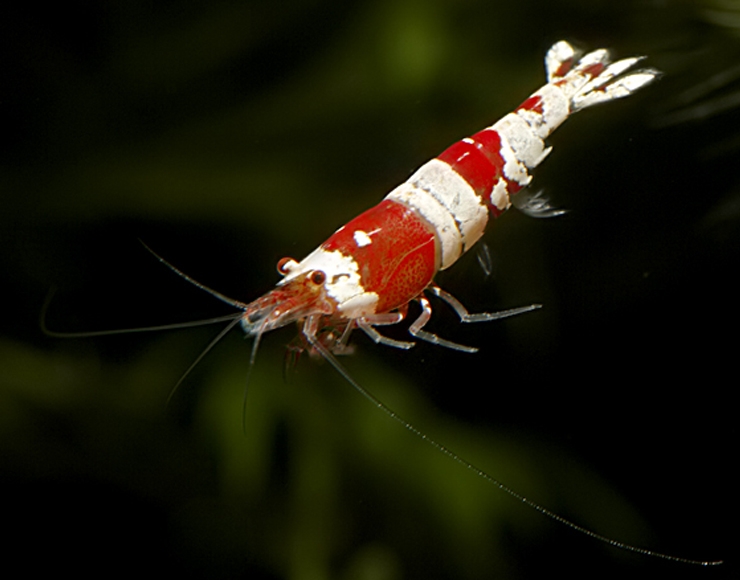 تکثیر و پروش میگوی  رد کریستال