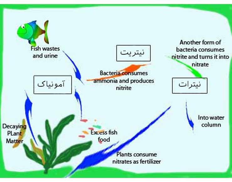 سیکل ازت (نیتروژن) در آکواریوم گیاهی