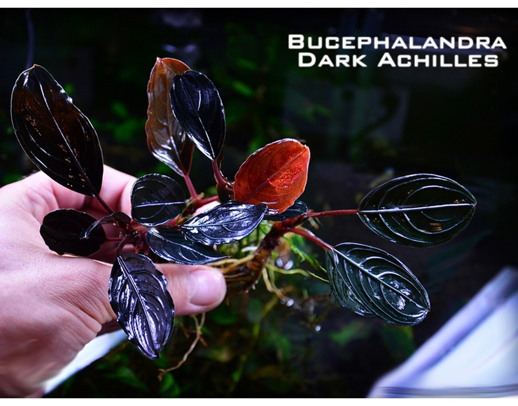 شرایط نگهداری و رشد انواع بوسفالاندرا bucephalandra