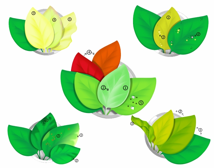 راهنمای تصویری کمبود مواد مغذی گیاهان آکواریومی