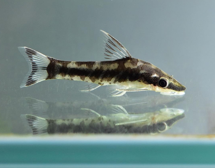 راهنمای مراقبت از کت اتو  Otocinclus