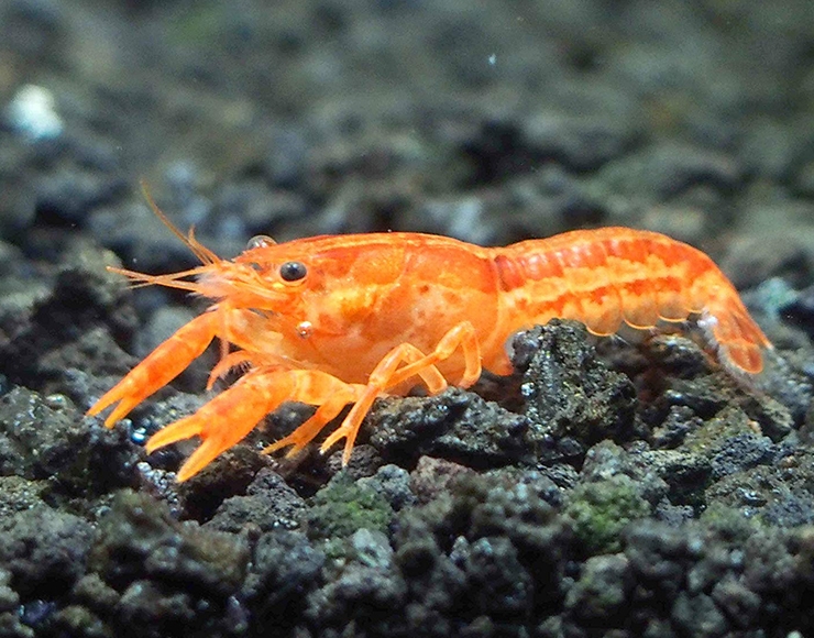 آشنایی و نگهداری خرچنگ کامبارلوس در آکواریوم گیاهی