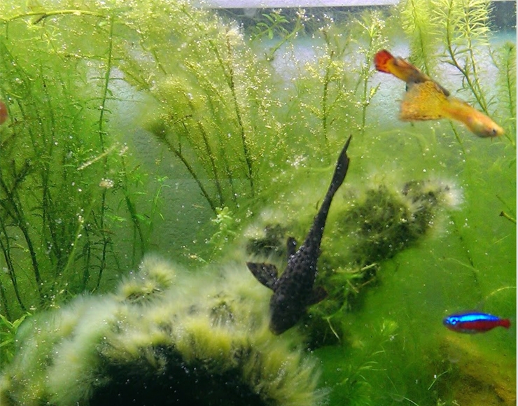روشهای جلوگیری از رشد جلبک در اکواریوم های گیاهی تازه راه اندازی شده  (Plant)